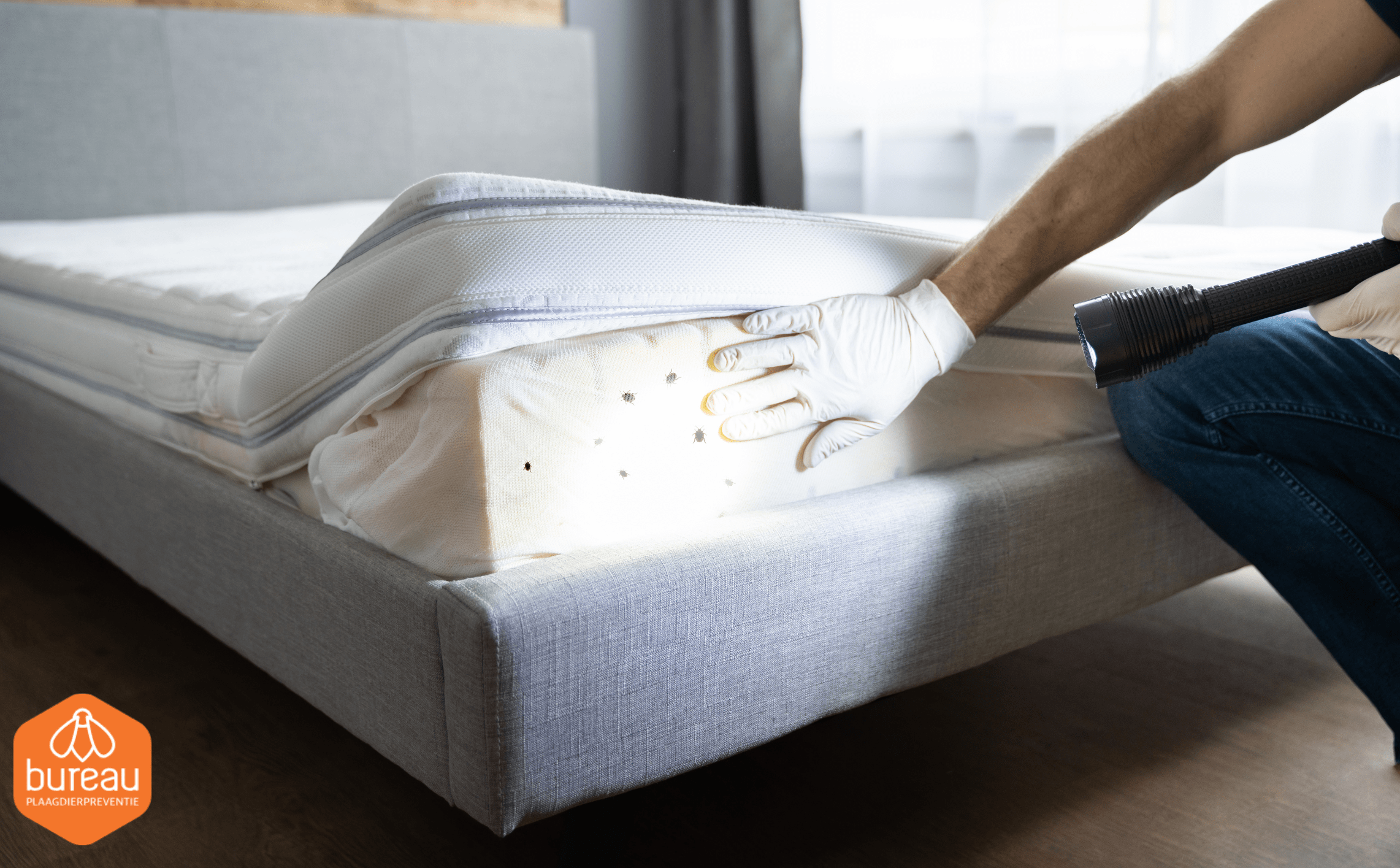 Bedwantsen Behandeling